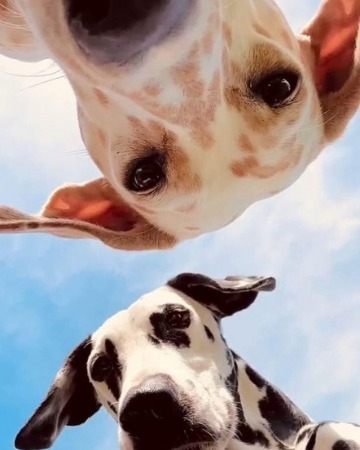Dogs enjoying the outdoors