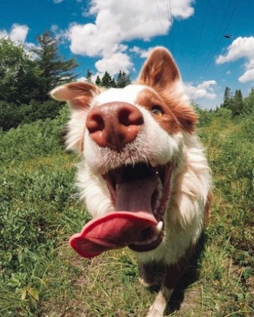 Happy dog exploring a grassy trail