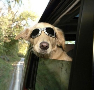 Dog wearing sunglasses, enjoying the breeze