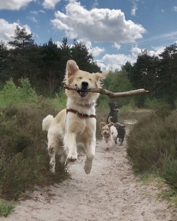 Dog bounding down a trail carrying a stick